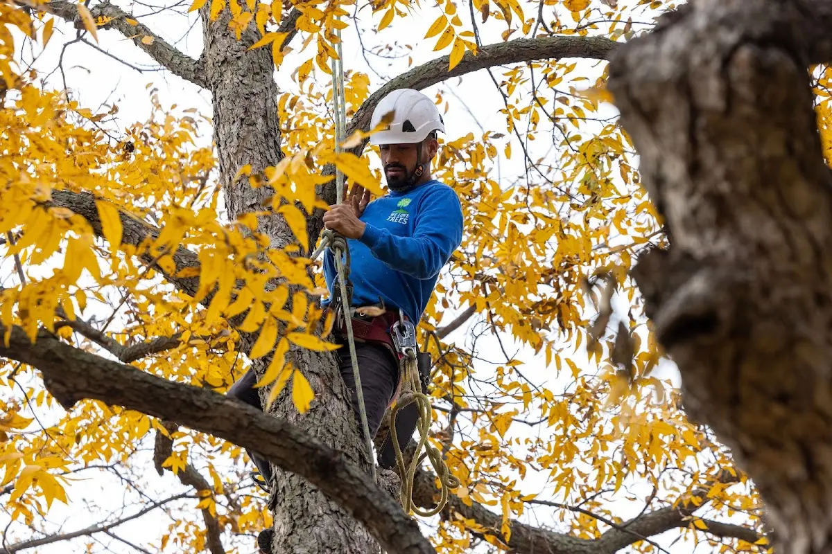 Skilled Tree Planing crew working in Dillard